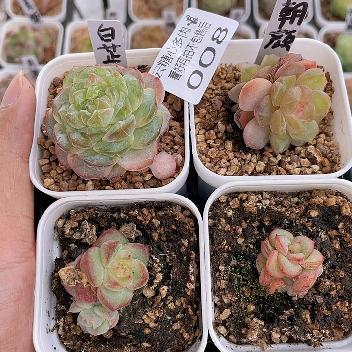 云糖心多肉植物008