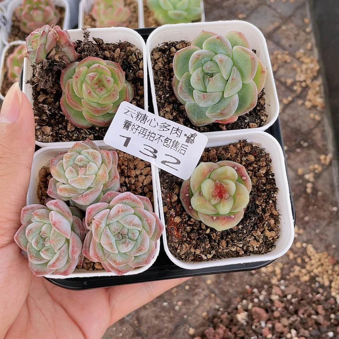 云糖心多肉植物132