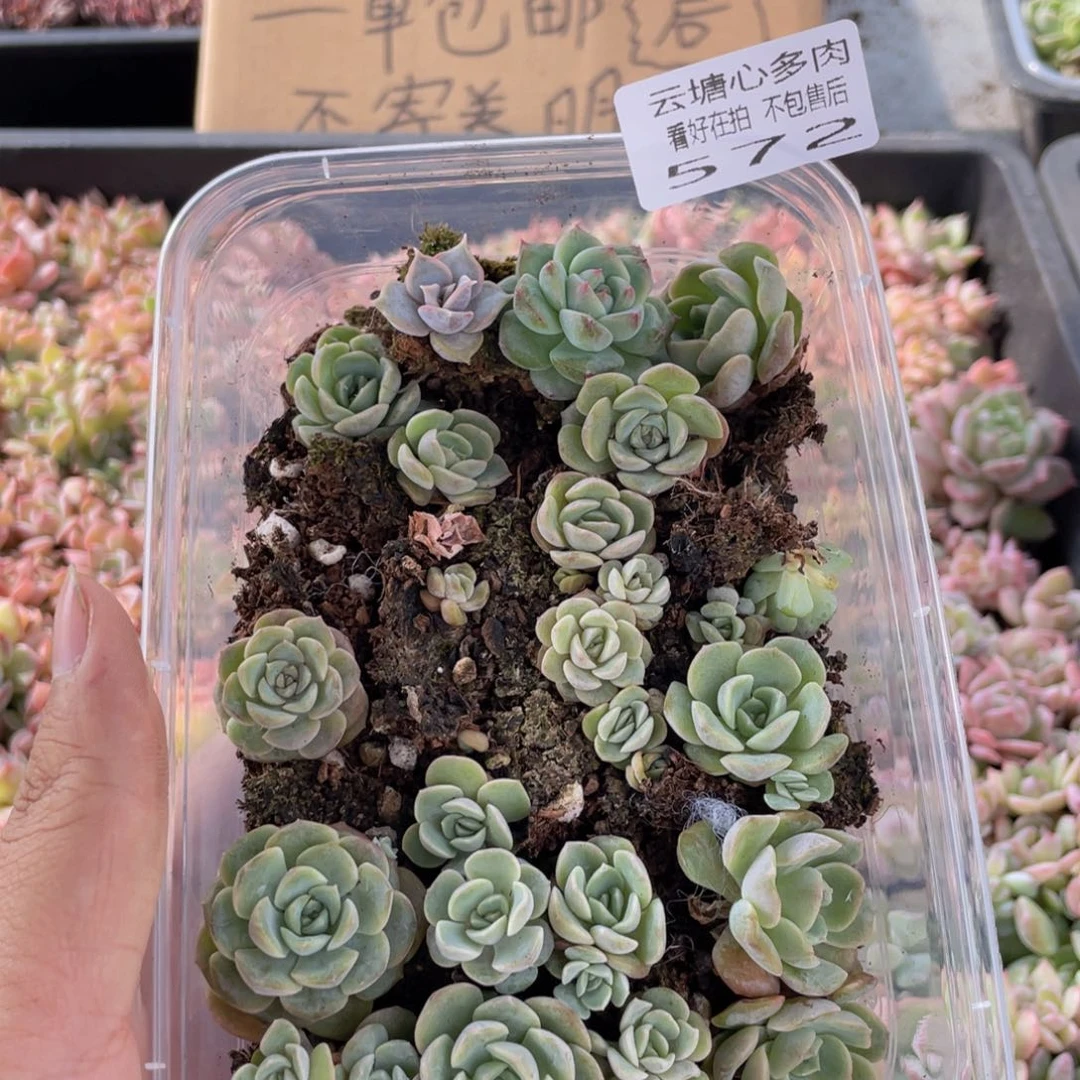 云糖心多肉植物572
