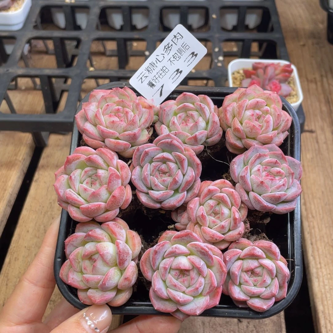 云糖心多肉植物733