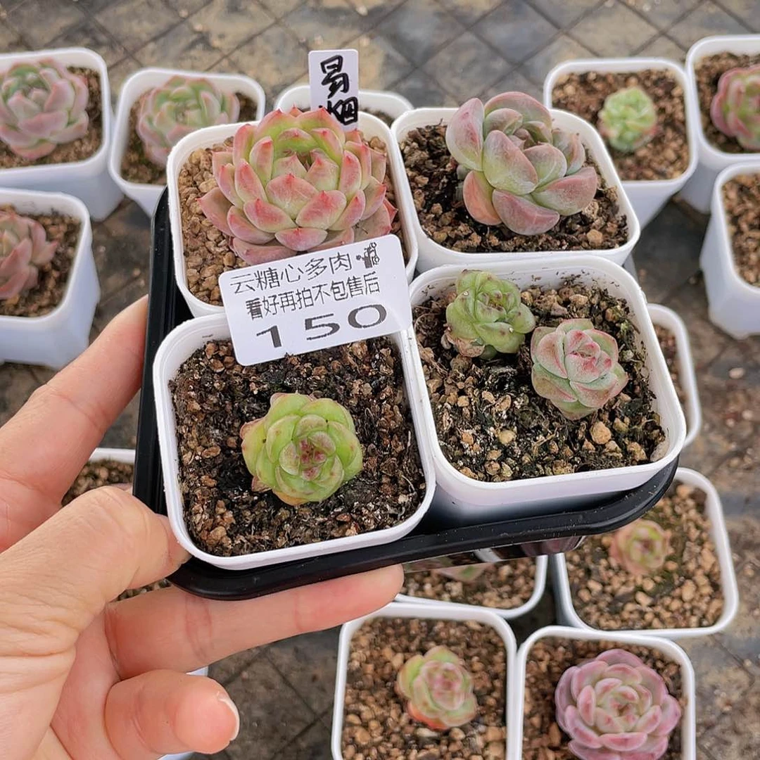 云糖心多肉植物150
