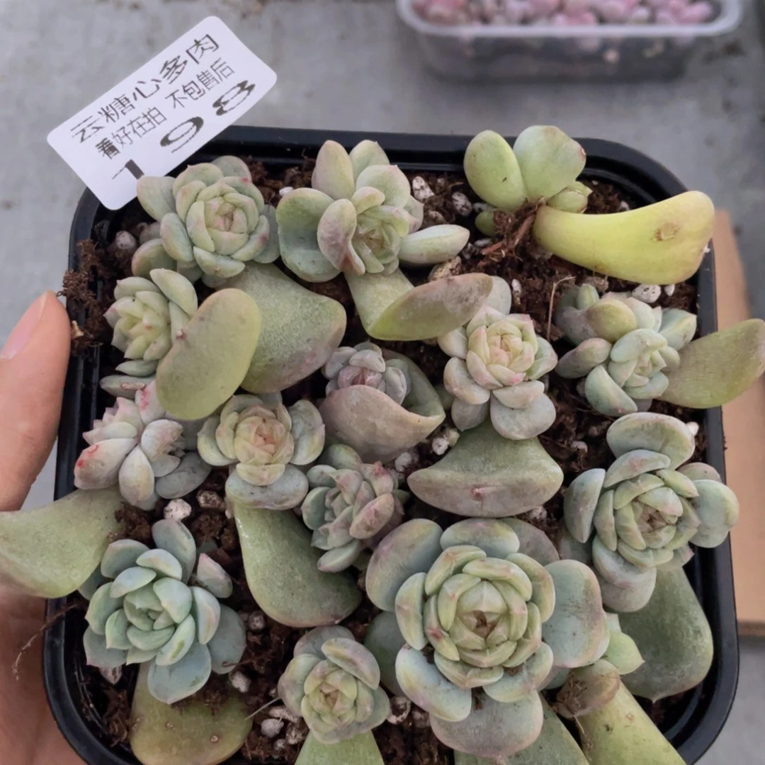 云糖心多肉植物198