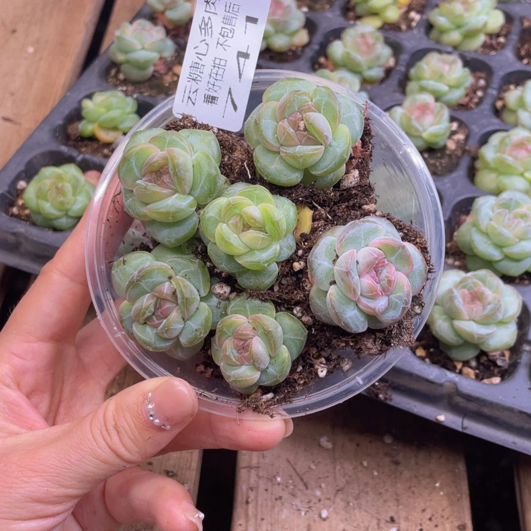 悠**在云糖心多肉植物741