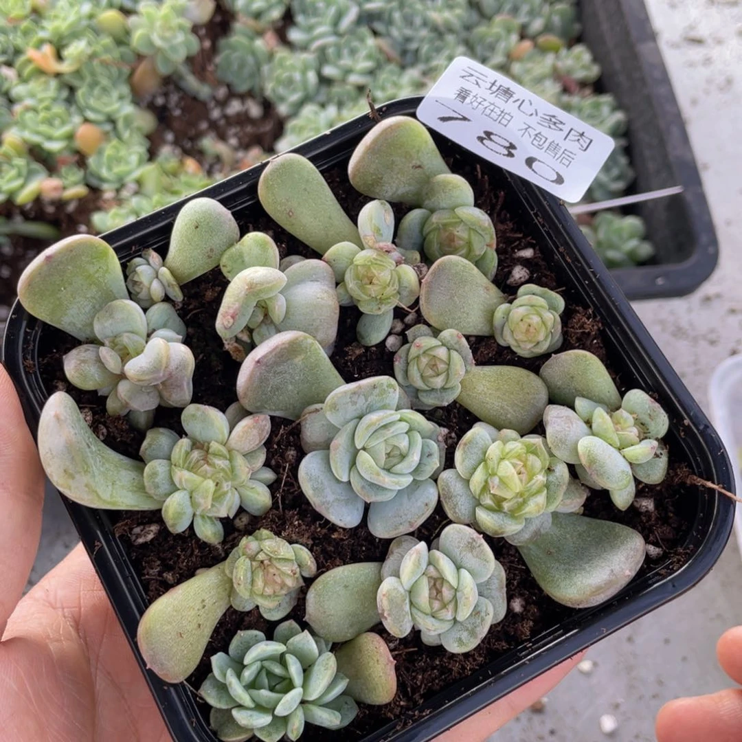 云糖心多肉植物780