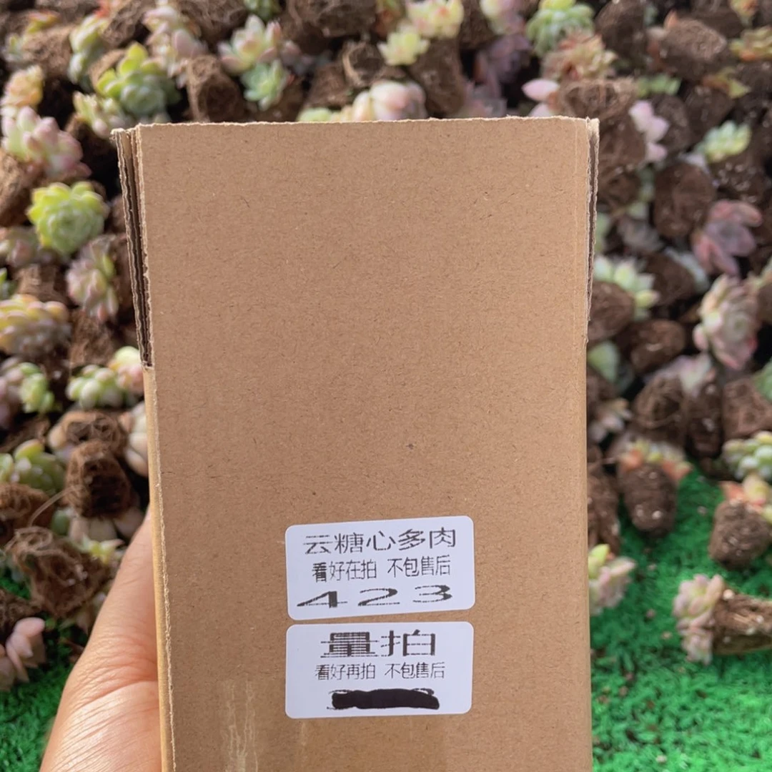 云糖心多肉植物423
