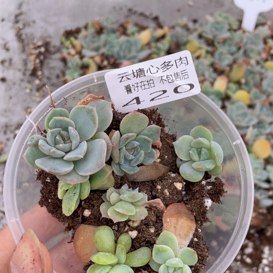 云糖心多肉植物420