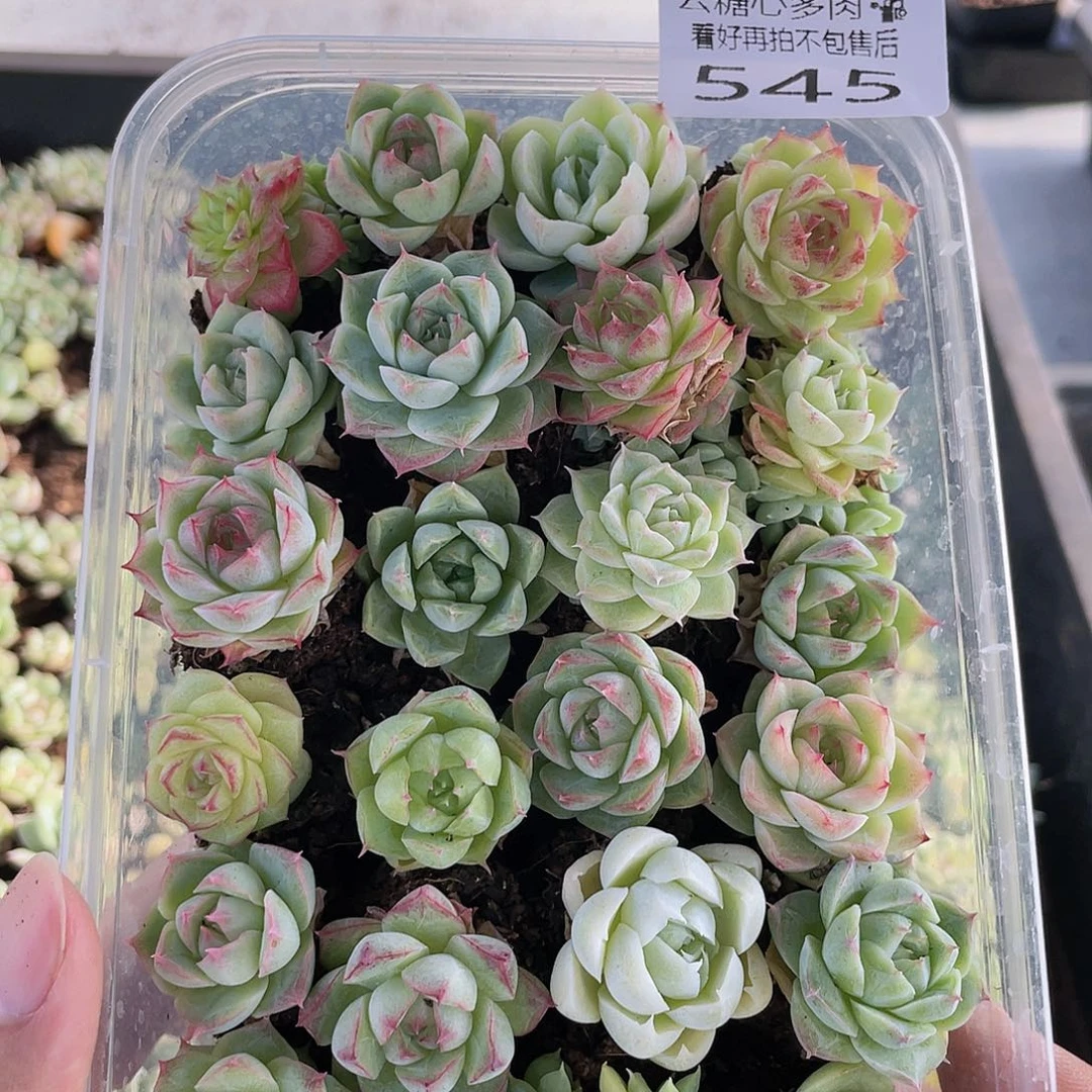 云糖心多肉植物545