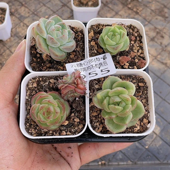 云糖心多肉植物55