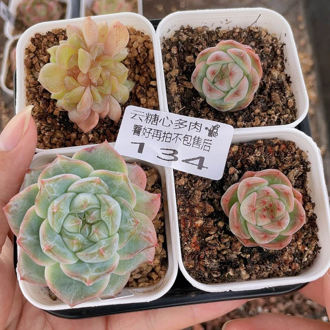 云糖心多肉植物134