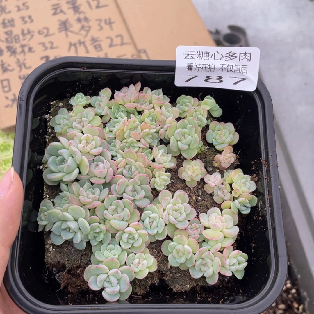 云糖心多肉植物787