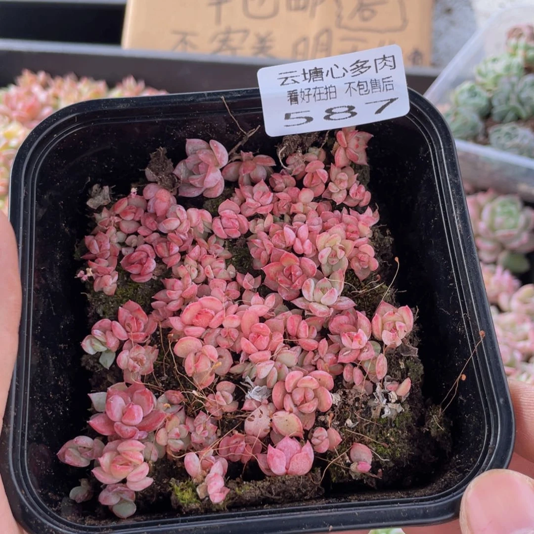 云糖心多肉植物587