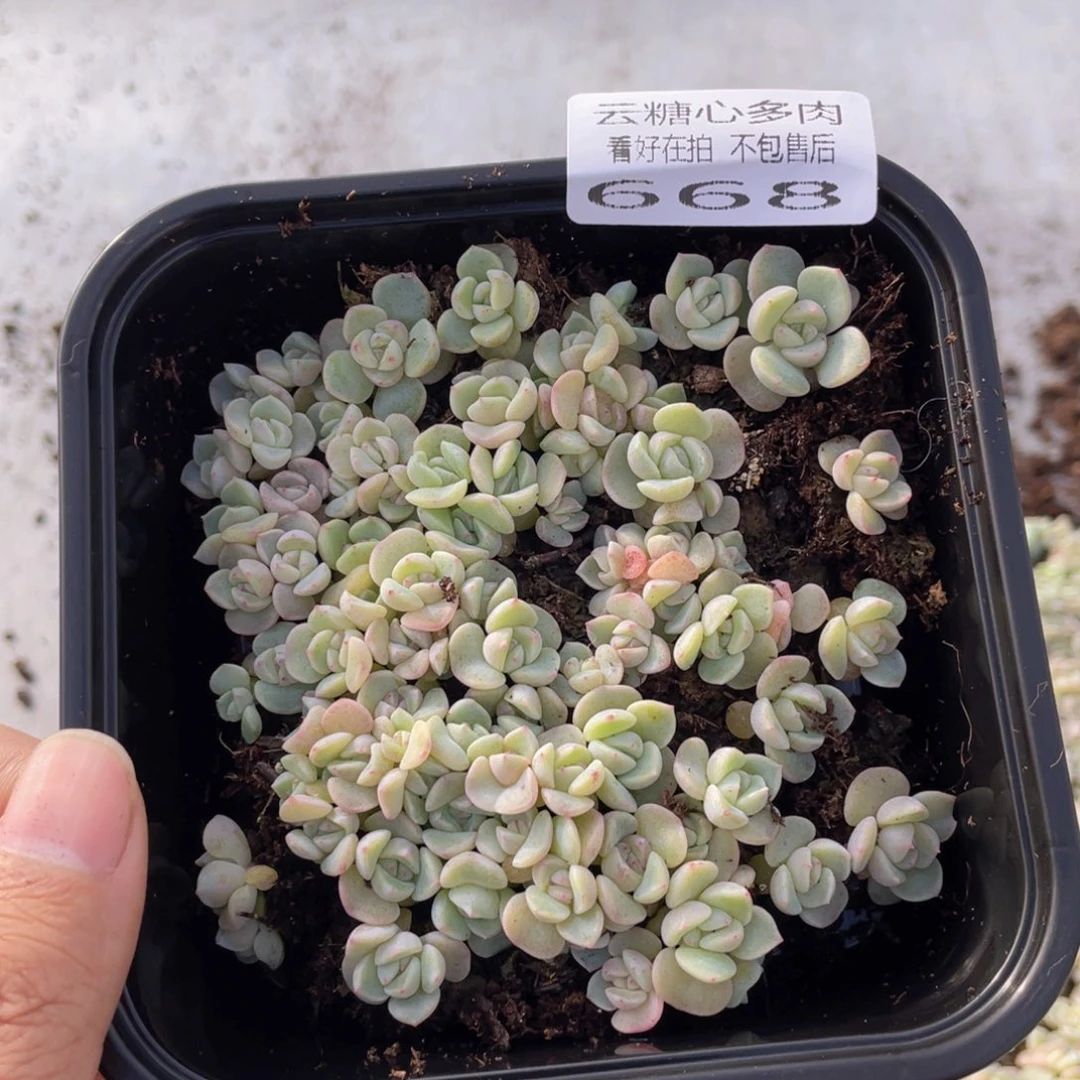 云糖心多肉植物668