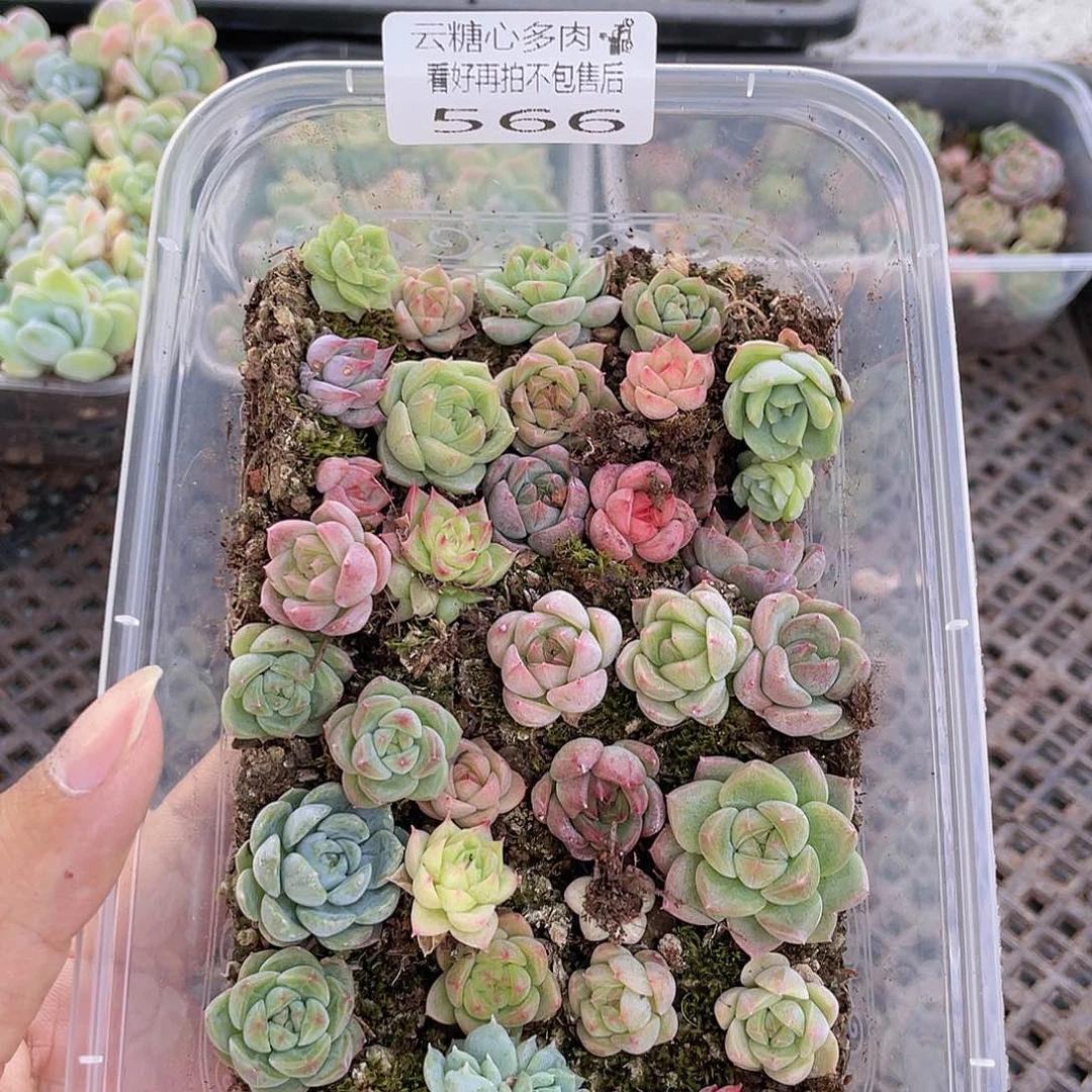 云糖心多肉植物566