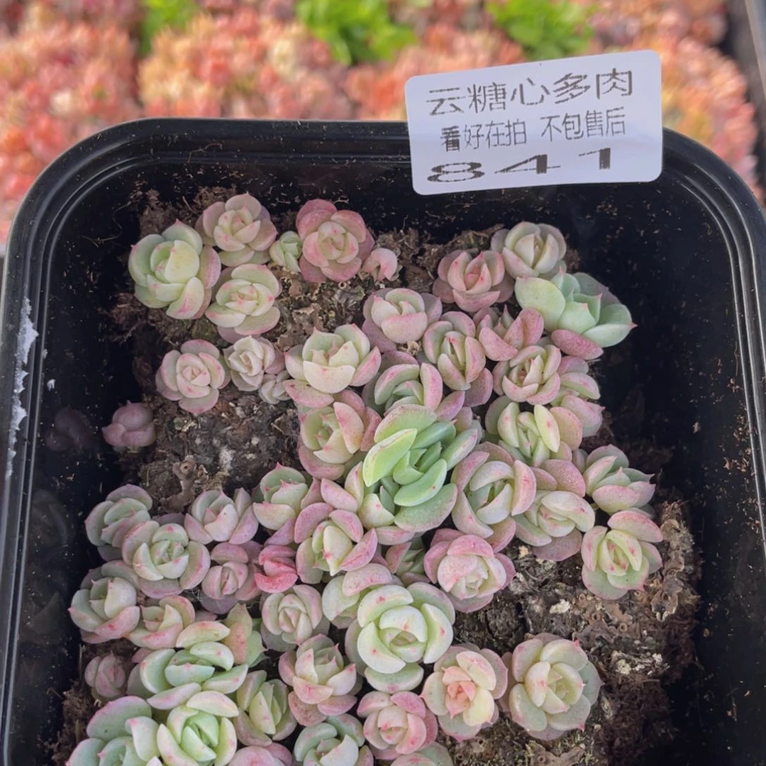 云糖心多肉植物841