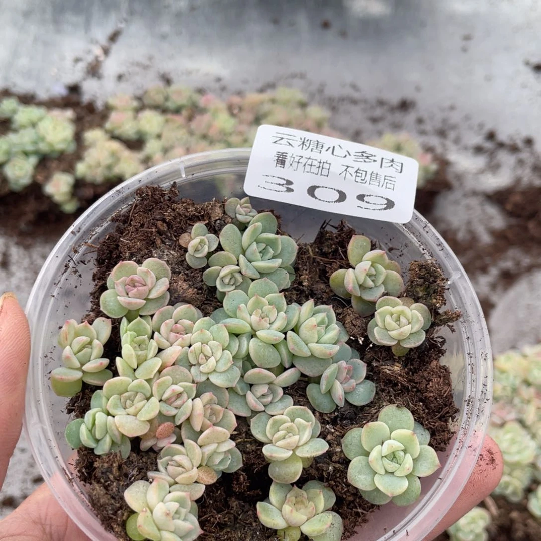 云糖心多肉植物309