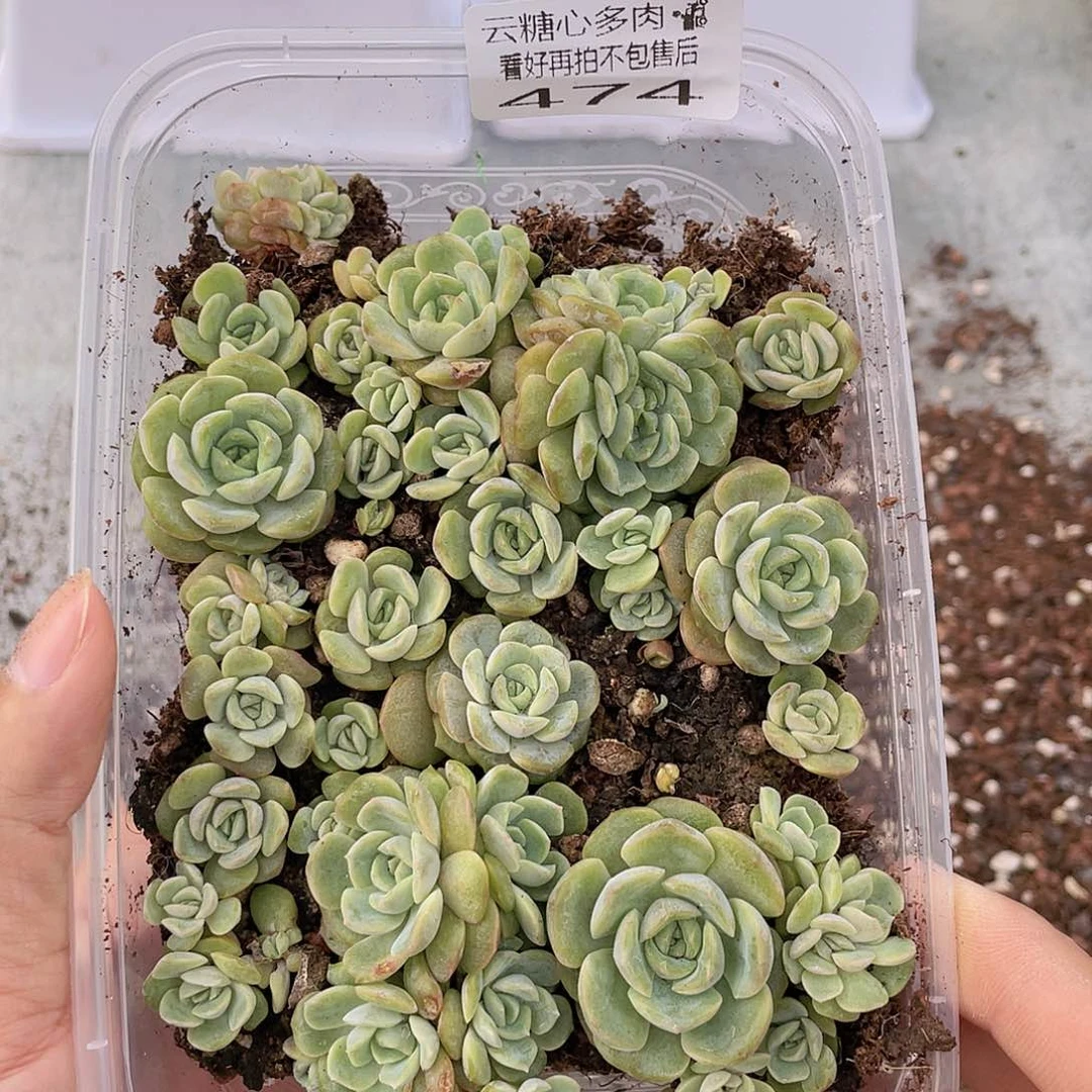 云糖心多肉植物474