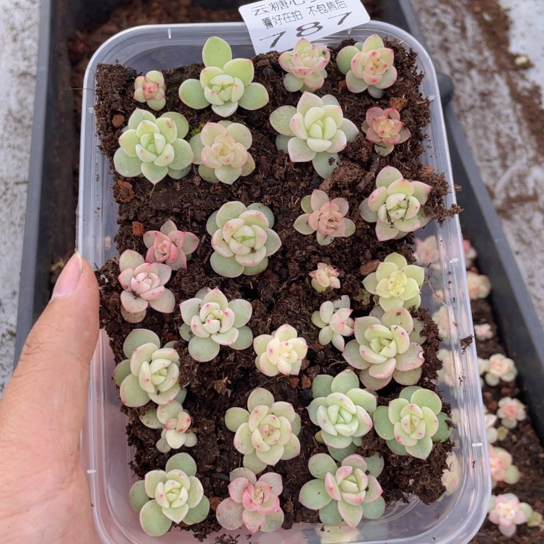云糖心多肉植物787
