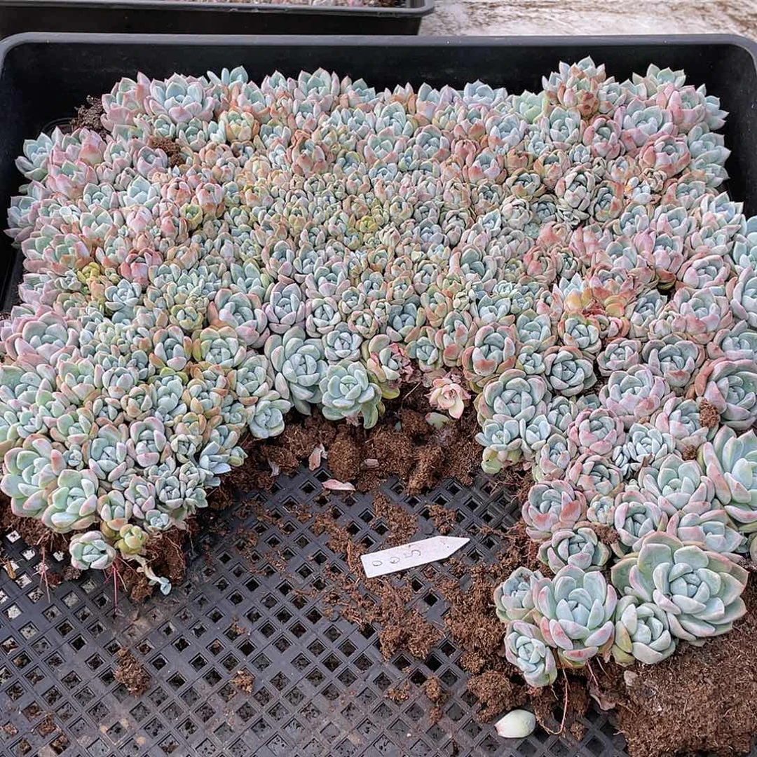 藏***若云糖心多肉植物54