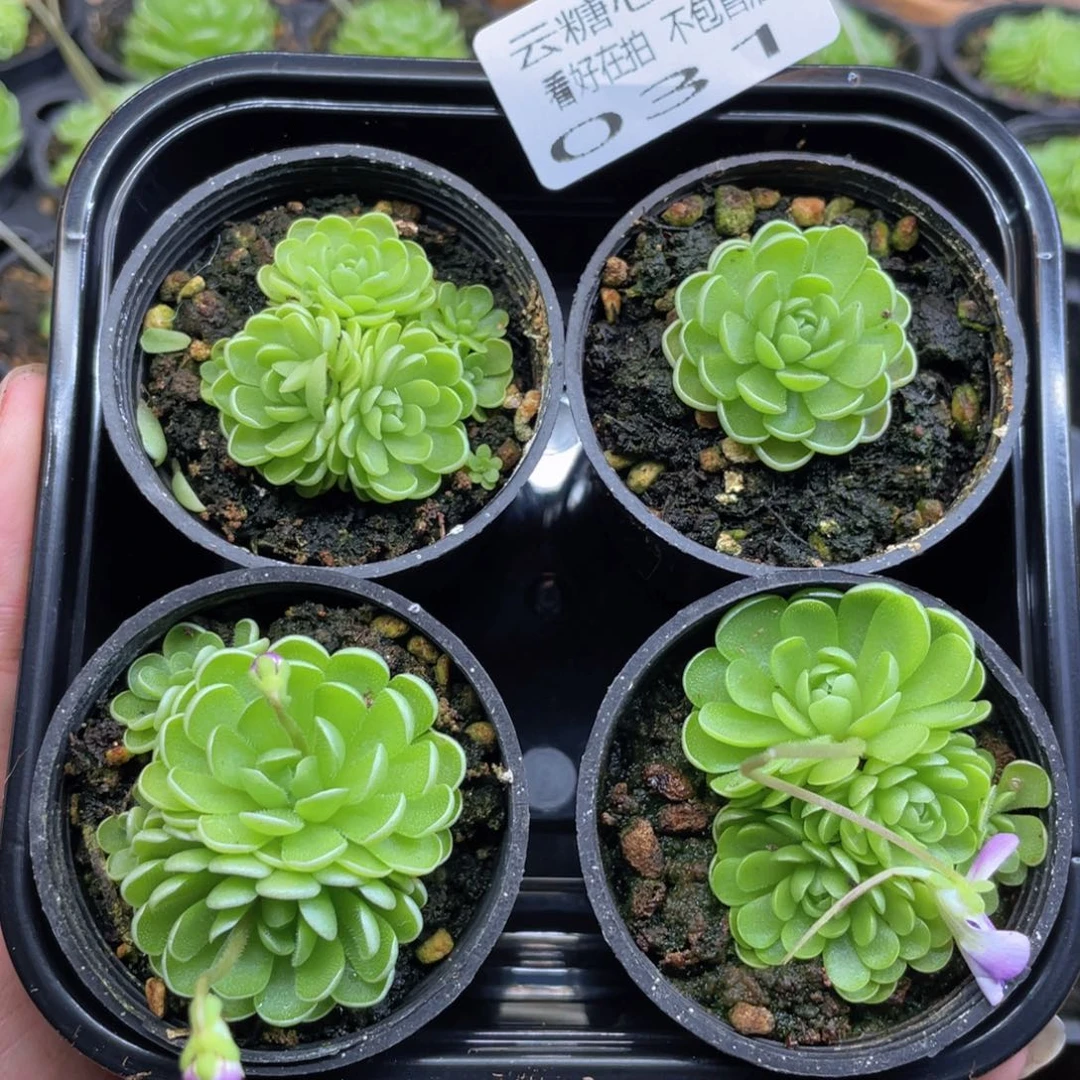 藏***若云糖心多肉植物31