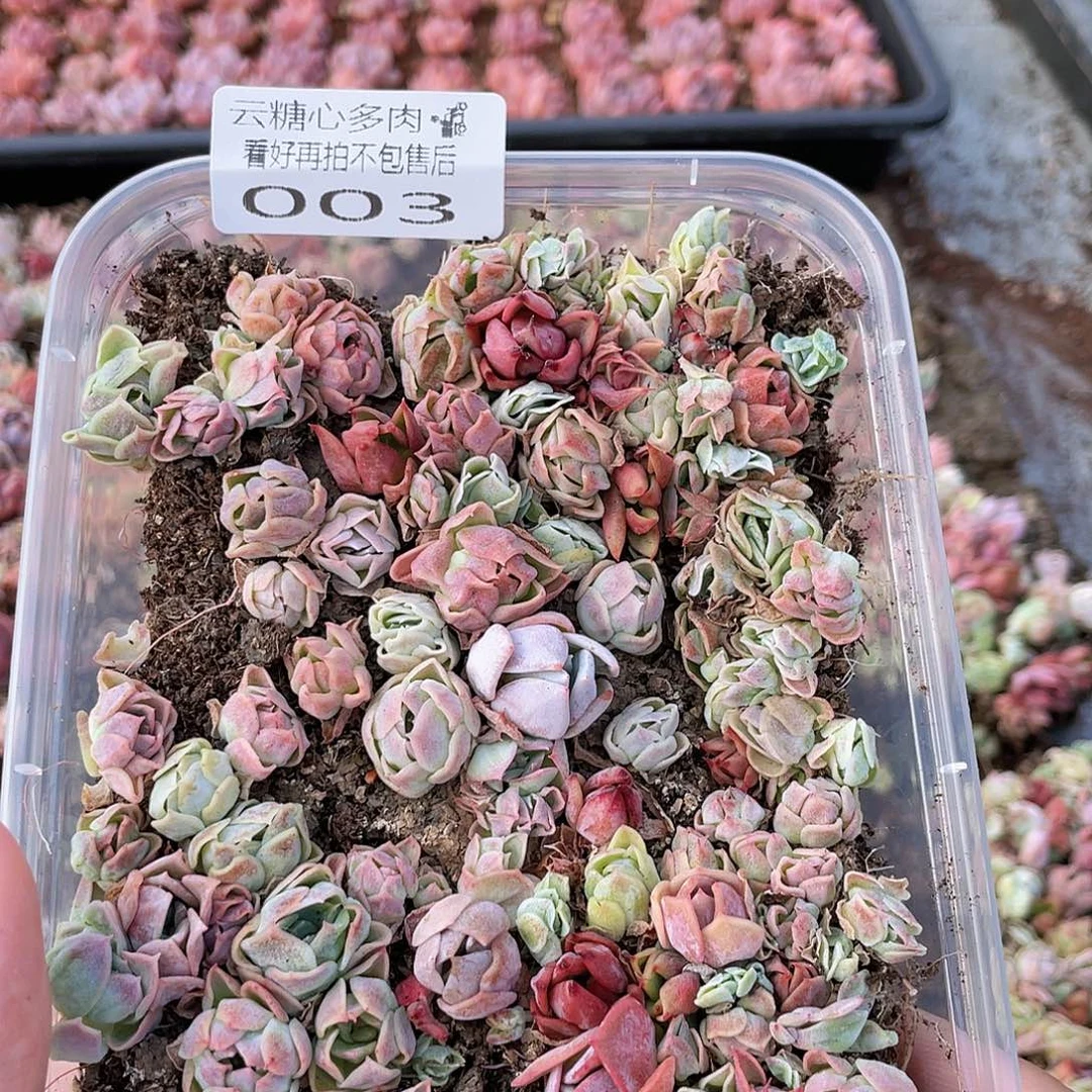 云糖心多肉植物003