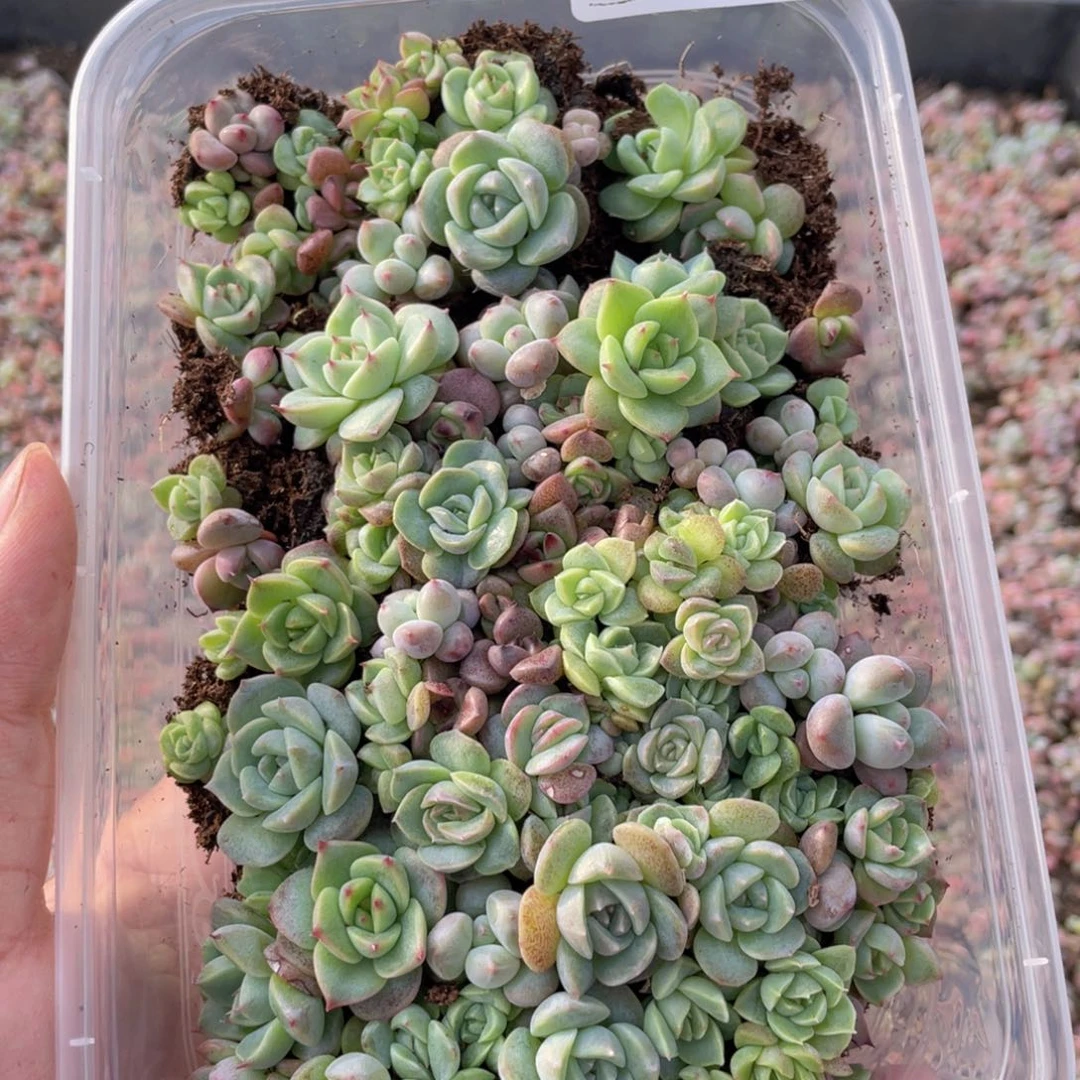 云糖心多肉植物339