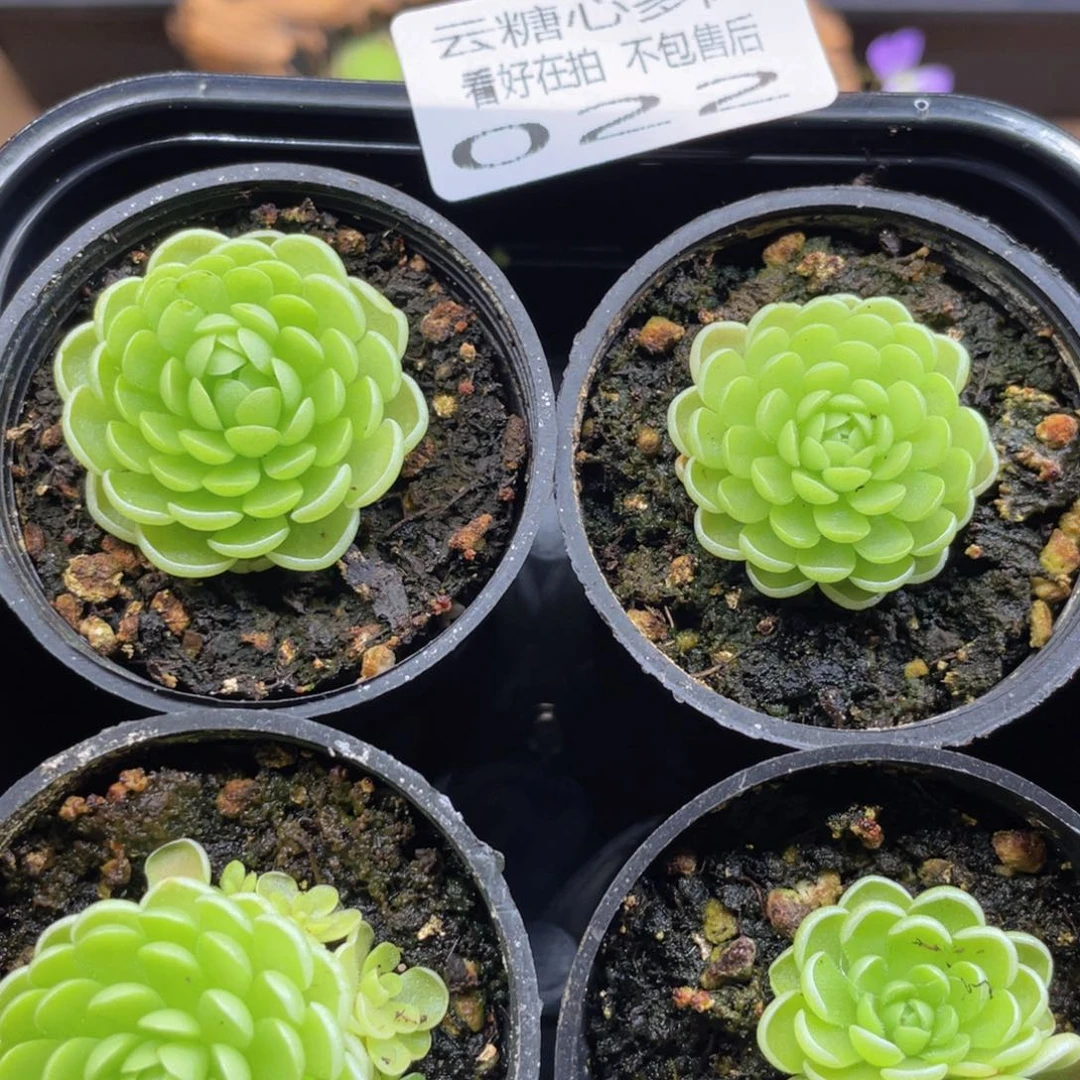 云糖心多肉植物22