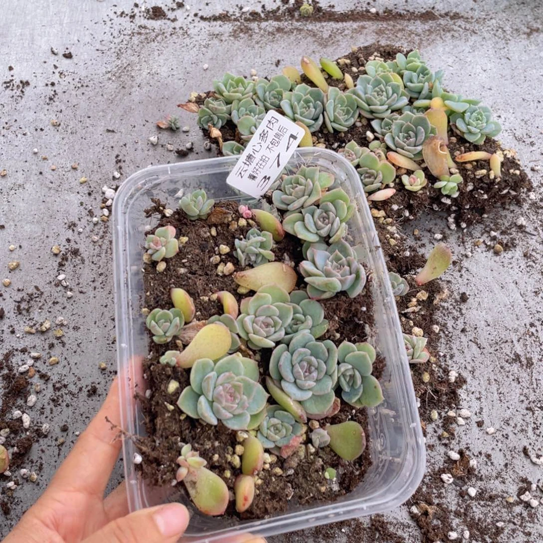 云糖心多肉植物374