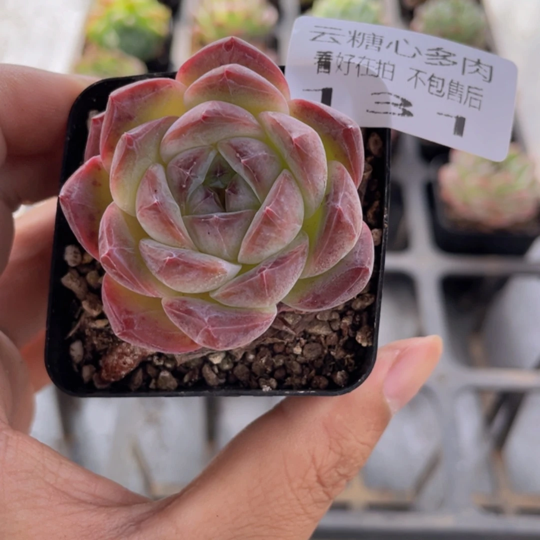 云糖心多肉植物131