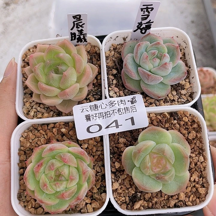 云糖心多肉植物41
