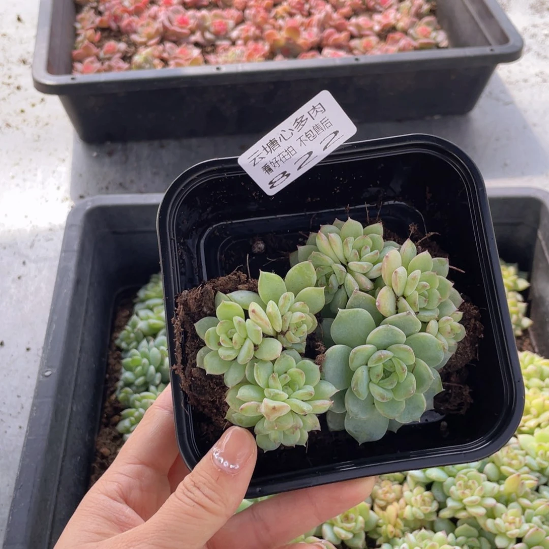 云糖心多肉植物822