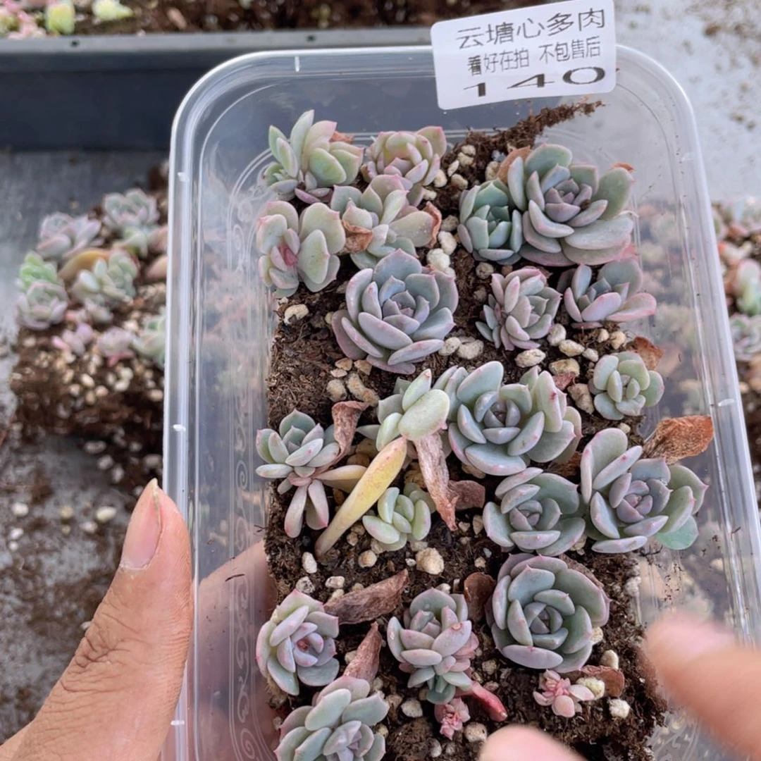 云糖心多肉植物140