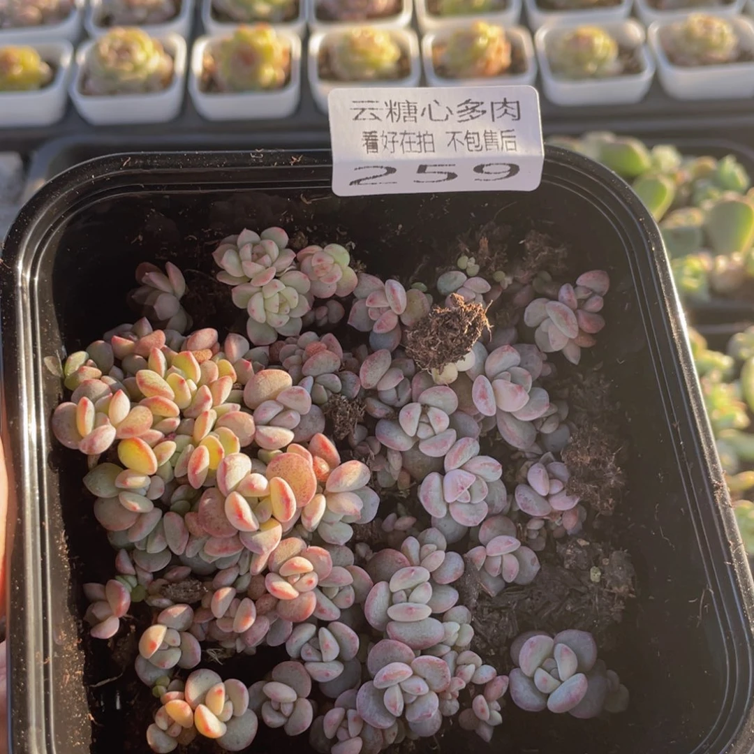 云糖心多肉植物259