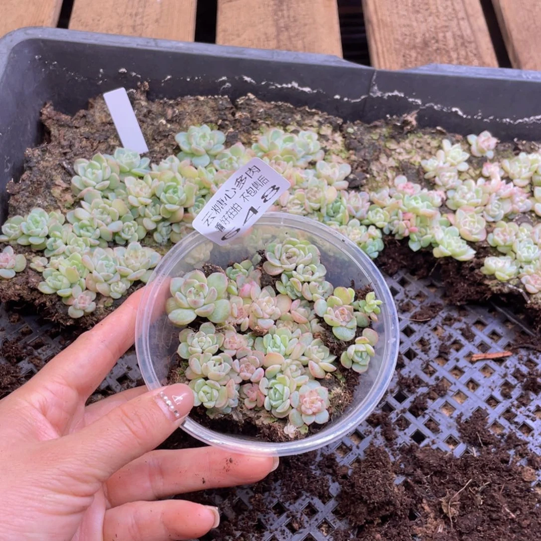 云糖心多肉植物648