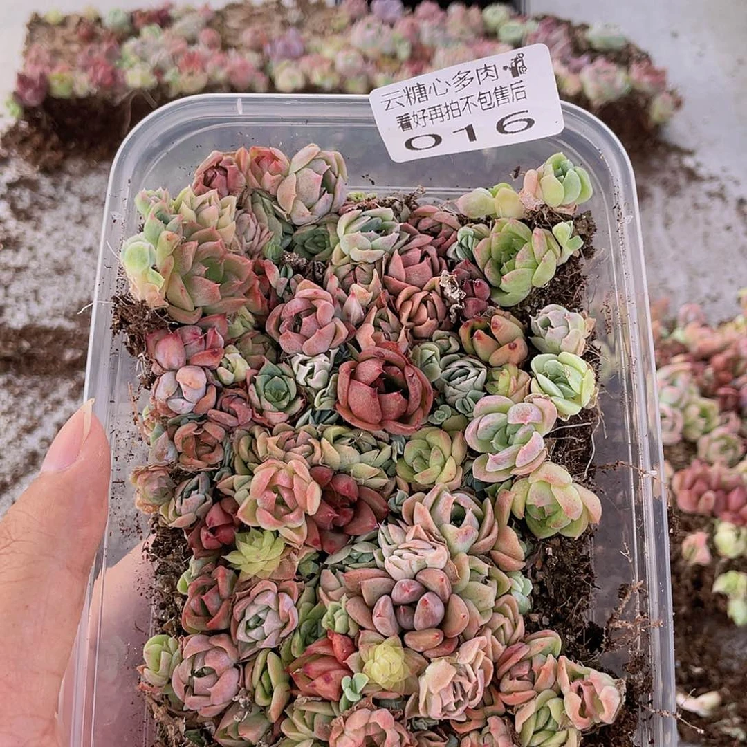 云糖心多肉植物16