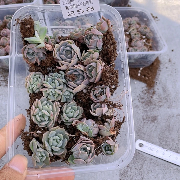 ✨***?云糖心多肉植物258