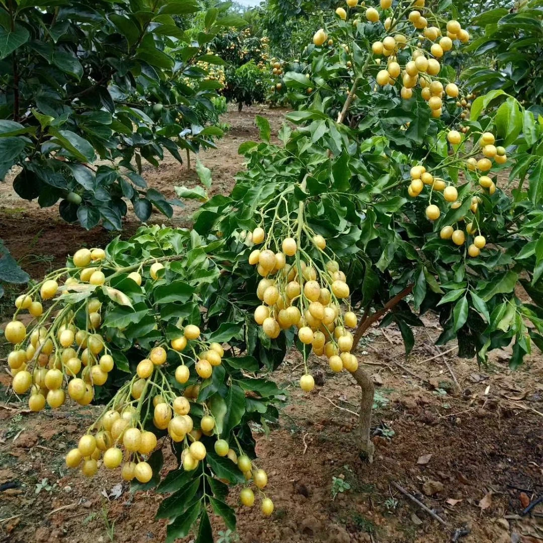 盆栽正宗嫁接冰糖无籽带土球绿植