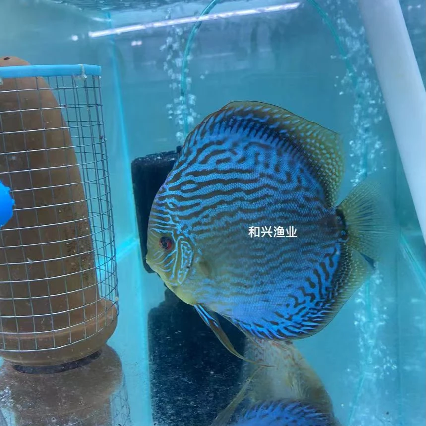 七彩神仙鱼德松红妃鸽子蓝钻老虎狗财神亚成肉身8公分小苗大苗
