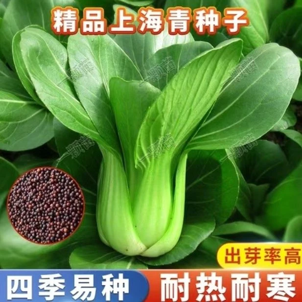 秋播上海青菜种子四季上海青菜种子矮脚青一年四季秋丰上海青种植