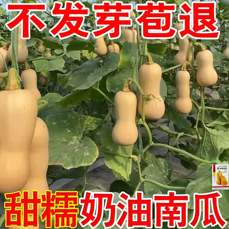 正宗奶油南瓜种子甜糯超甜迷你奶香南瓜种种子籽家庭阳台盆栽高产