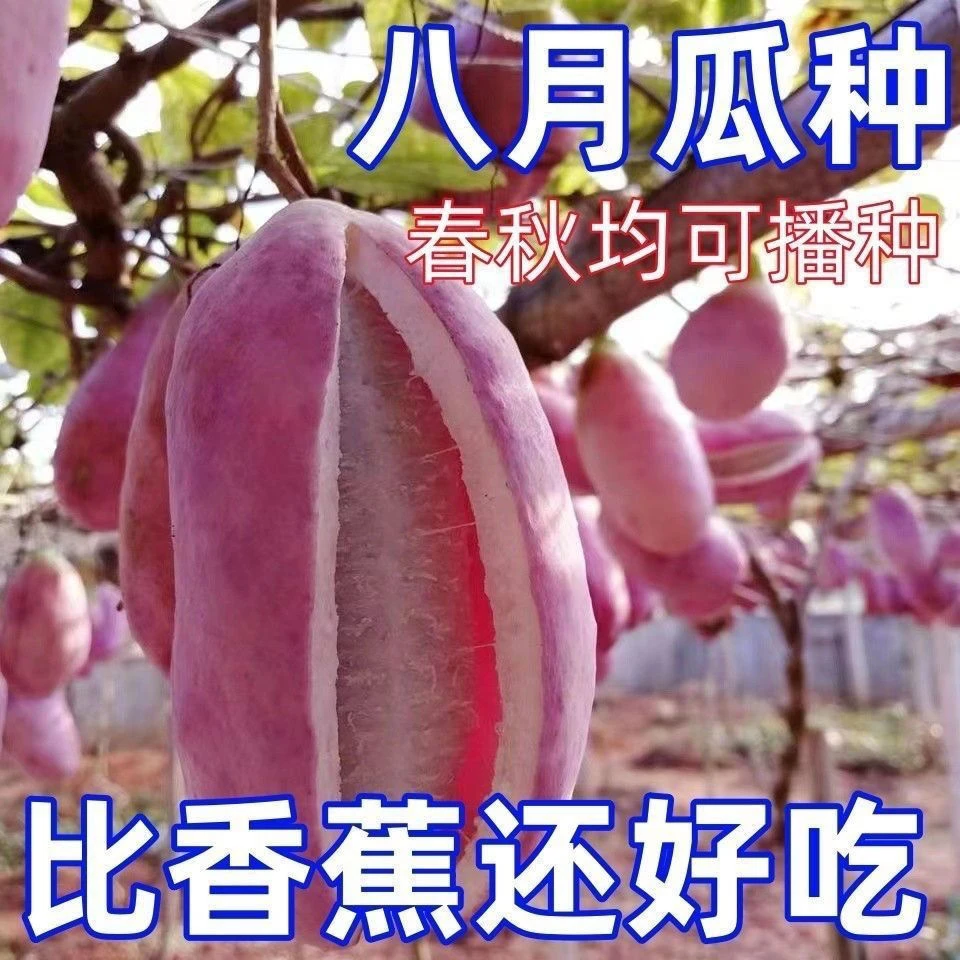 八月瓜八月炸种子膳食纤维新种子四季爬藤阳台盆栽食用水果种子