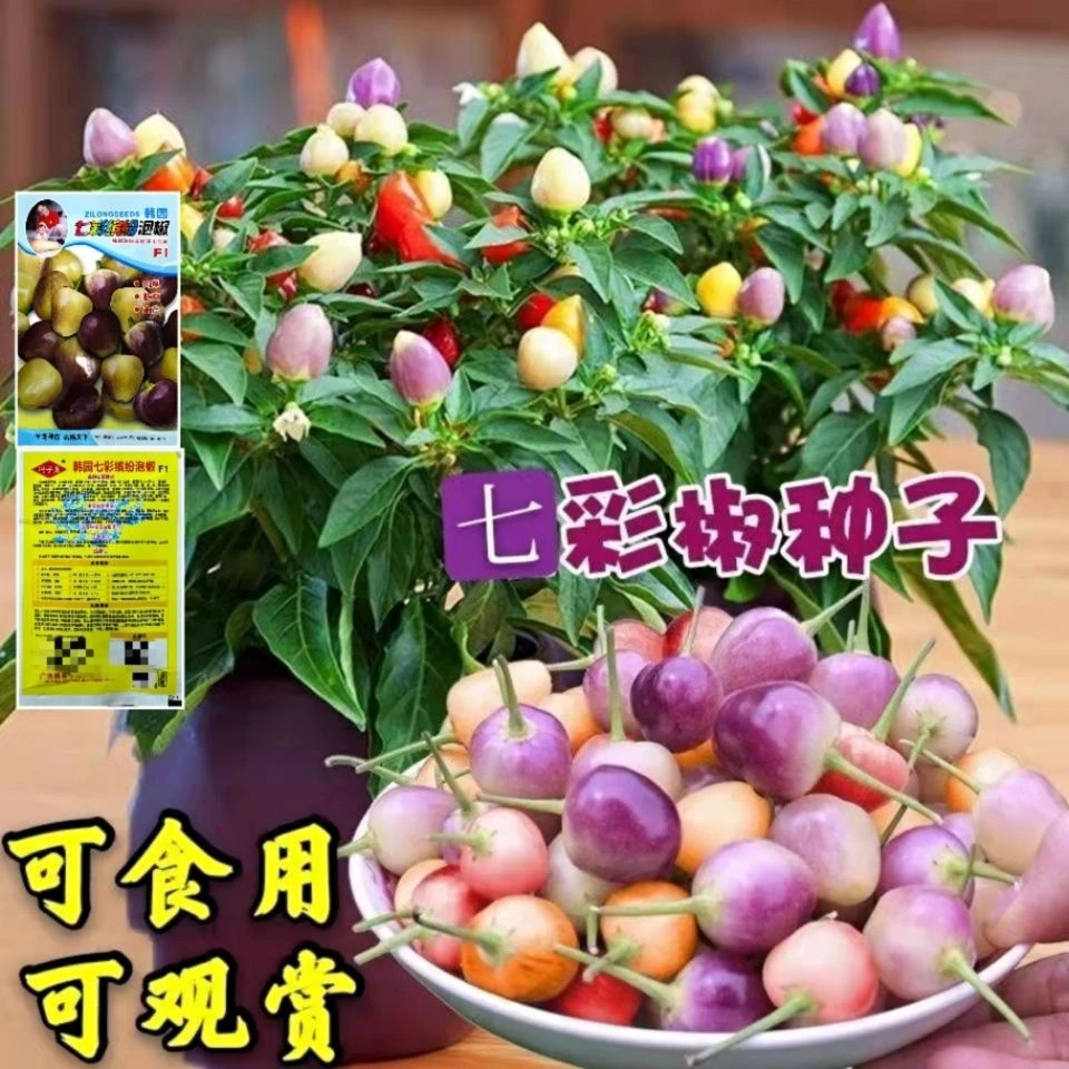 七彩泡椒种子辣椒种子四季播高产超辣四季播阳台盆栽原装蔬菜种子