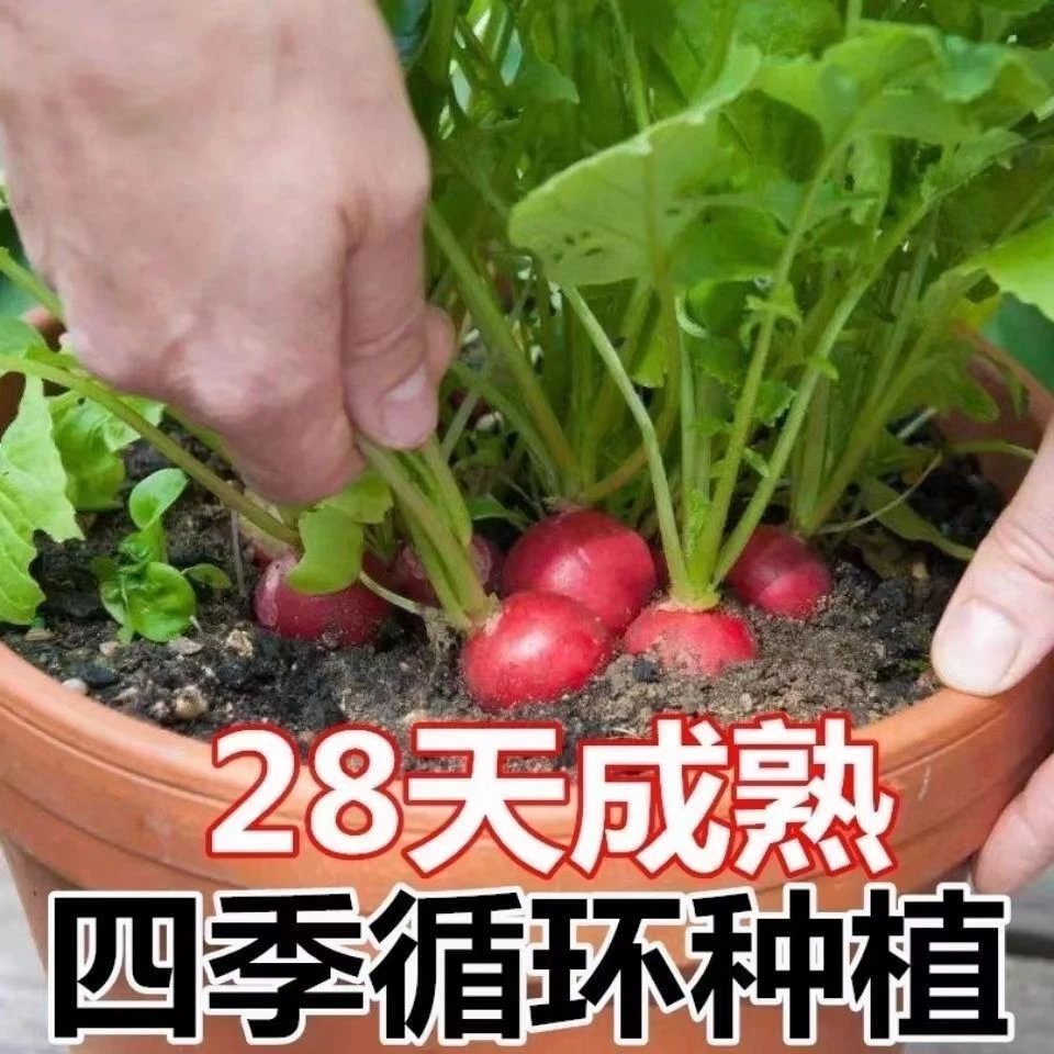 红宝石樱桃萝卜种子甜脆水果萝卜种子皮农家阳台四季种植蔬菜籽