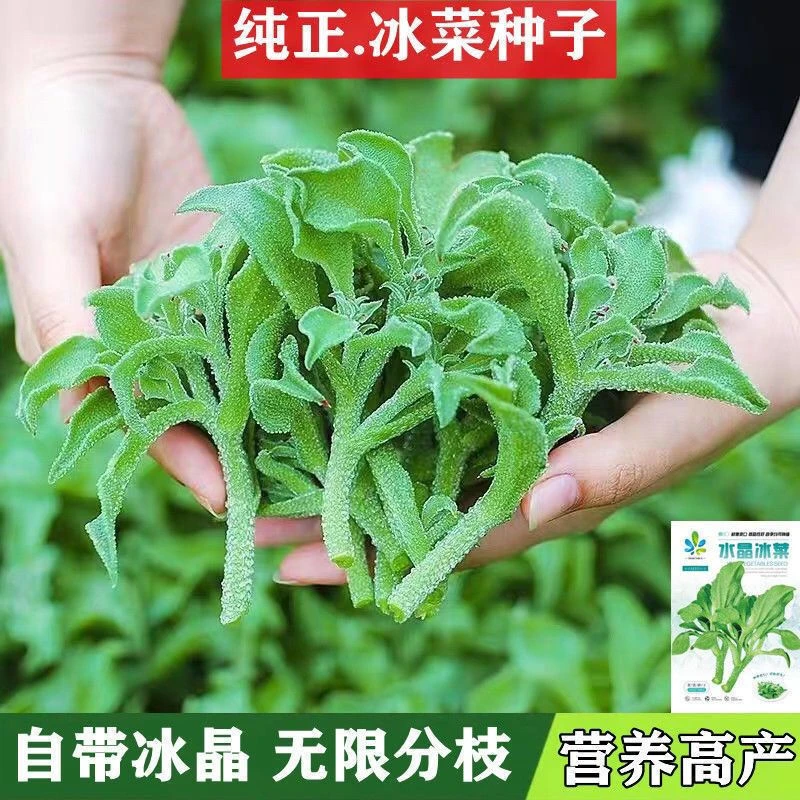 【今年新种】四季水晶冰菜种子冰菜籽种冰草菜籽阳台稀有蔬菜野菜