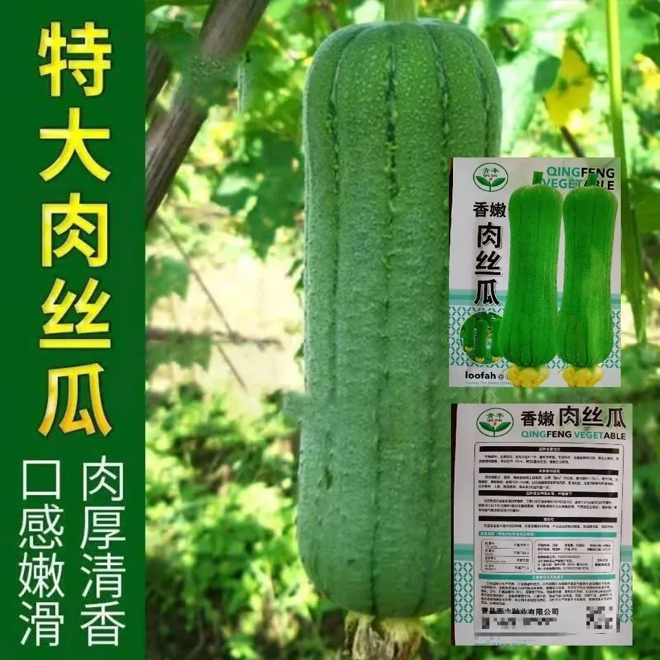 高产特大肉丝瓜种春夏秋季特长丝瓜籽农家庭院爬藤种子蔬菜菜种孑