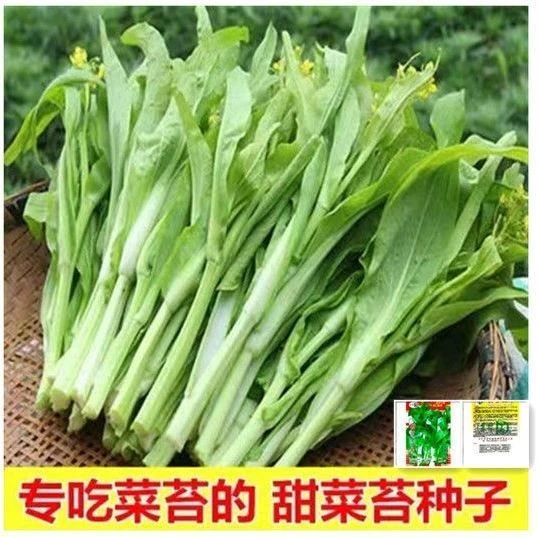 奶油白菜苔种子早熟品种耐热速生白菜甜菜心种籽抗病蔬菜菜苔菜