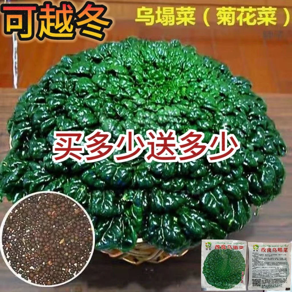 乌塌菜种子高钙保健蔬菜养心菜黑白菜种子四季播种农家绿色蔬菜籽