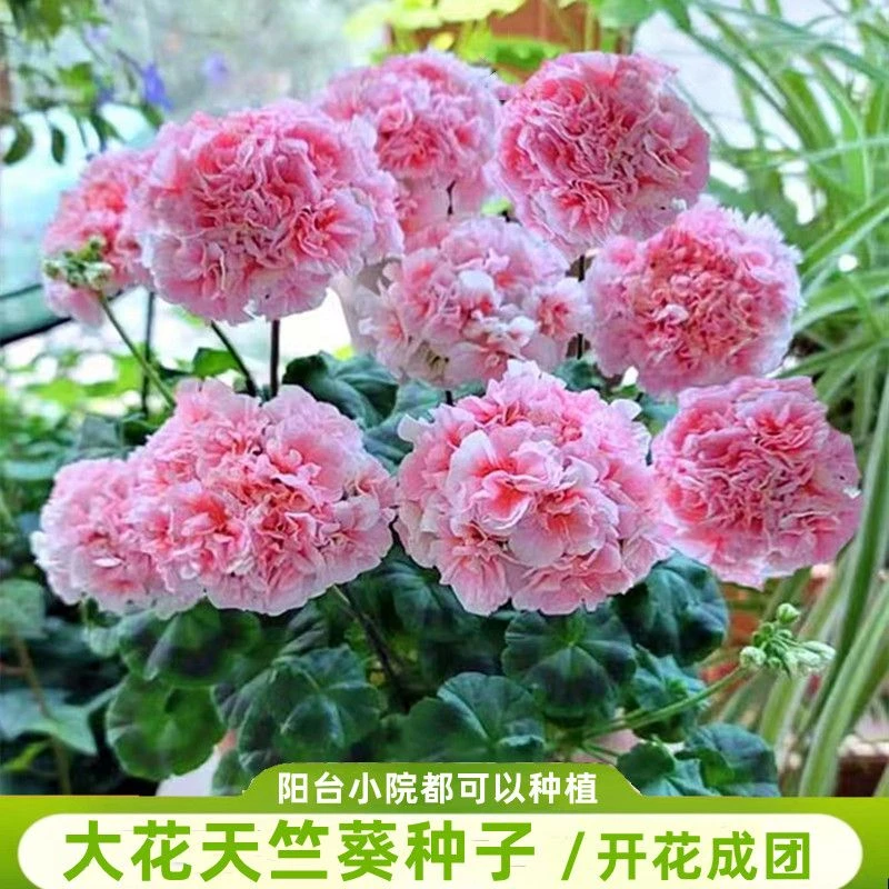 重瓣天竺葵种子四季播种易开花室内洋绣球花花种子籽观花盆栽花卉