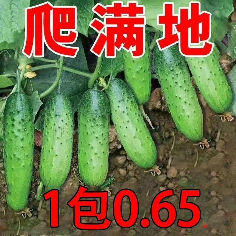 【不搭架】满地爬水果黄瓜种子四季庭院阳台盆栽黄瓜籽种蔬菜种子