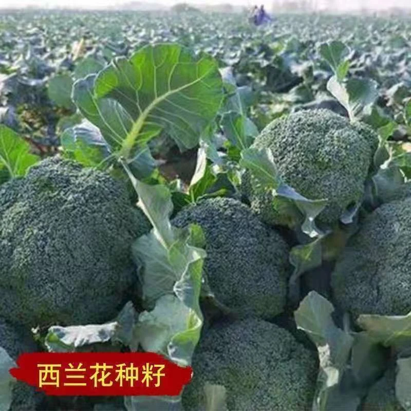 西兰花种子青梗松花菜花椰菜有机菜花四季蔬菜籽孑花菜种子高产种