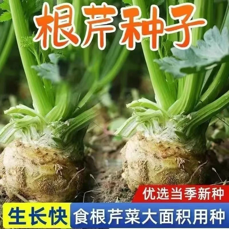 正宗地中海根芹种子四季洋芹芹菜根种籽阳台蔬菜盆栽耐热蔬菜种子